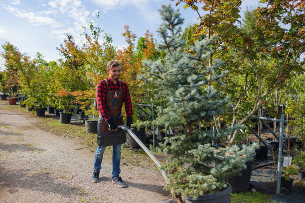 Best Tree and Shrub Care  in Mcgehee, AR